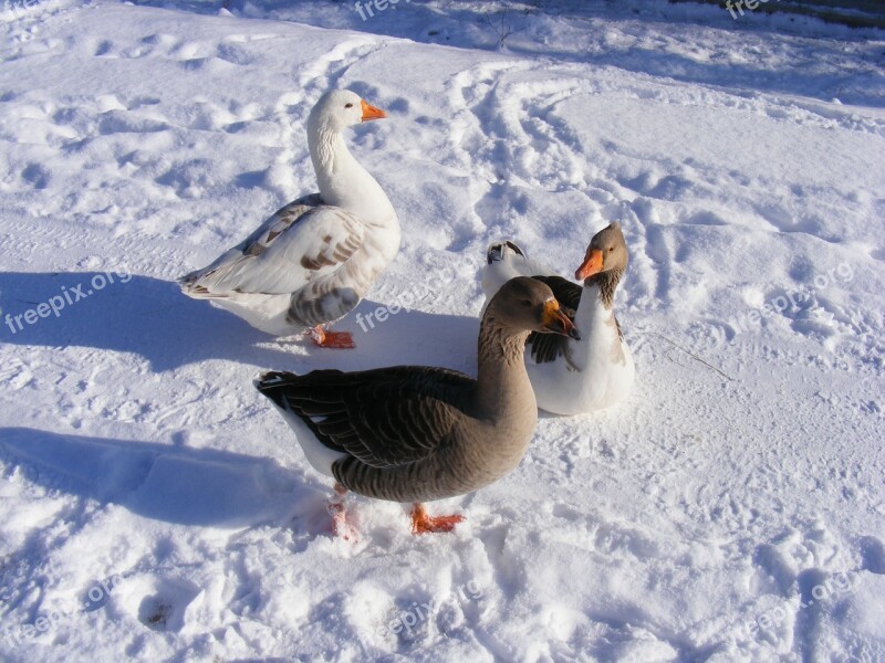 Cold Country Geese Goose Road