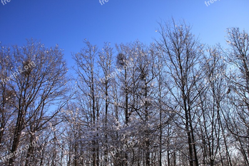 Blue Cold Forest Sky Snowy