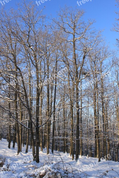 Blue Cold Forest Sky Snowy