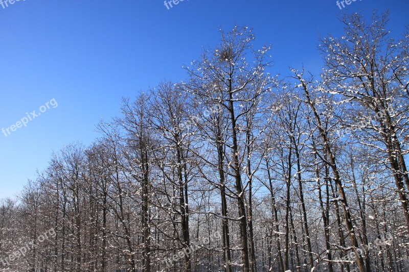 Blue Cold Forest Sky Snowy