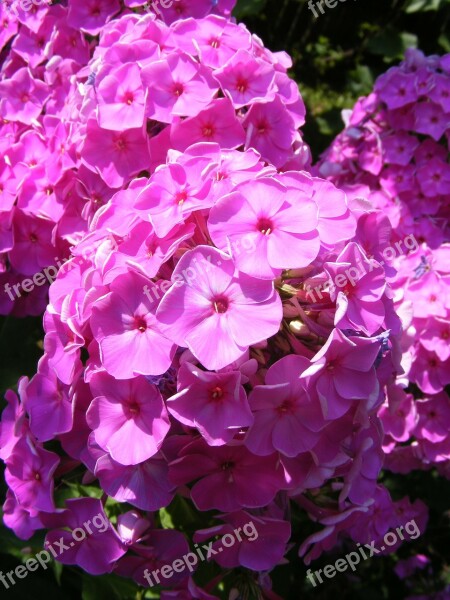 Blooms Flowers Garden Paniculata Perennial