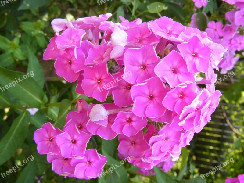 Blooms Flowers Garden Paniculata Perennial