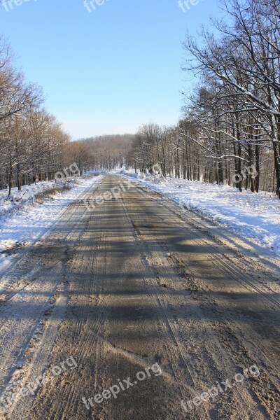 Cold Forest Road Snow Snowy