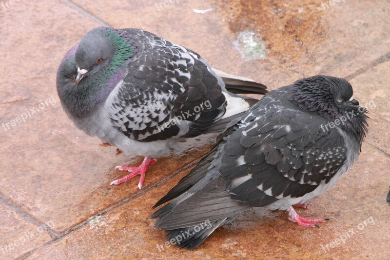 Cold Habits Pigeon Sleeping Winter