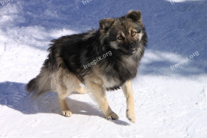 Cold Dogs Gorj Mountain Rânca