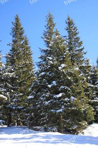 Fir Mountain Pine Snowy Sunny