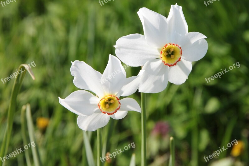 Daffodil Flowers Garden Geranium Jonquils