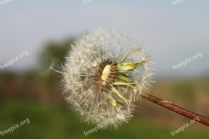 Dandelion Flowers Fluff Fluffy Shining