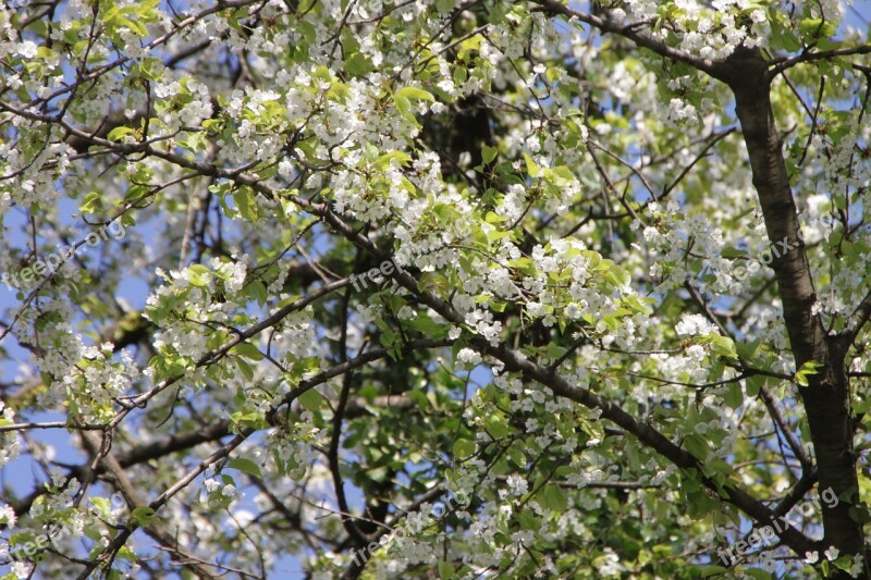 Bloom Blossoms Cherry Flowers Nature