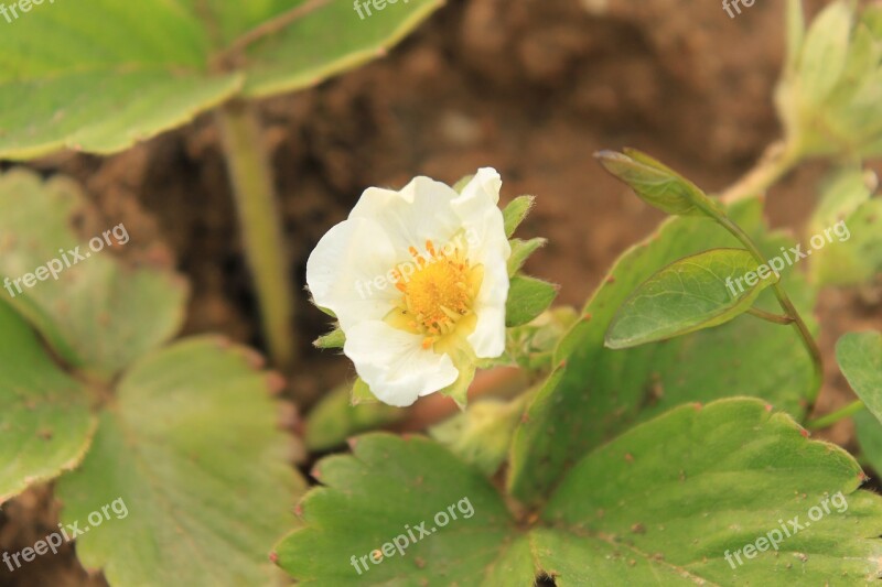 Close-up Flowers Strawberry White Plants