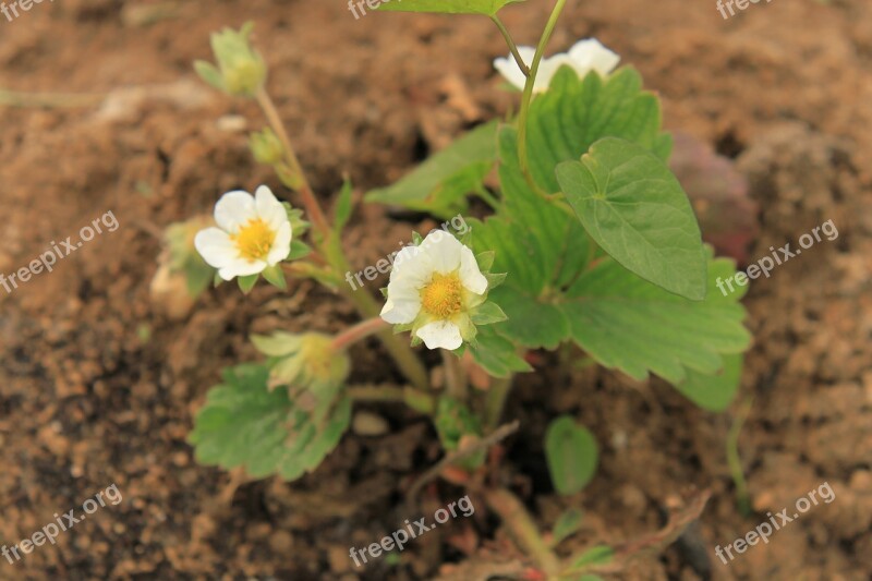 Close-up Flowers Strawberry White Plants