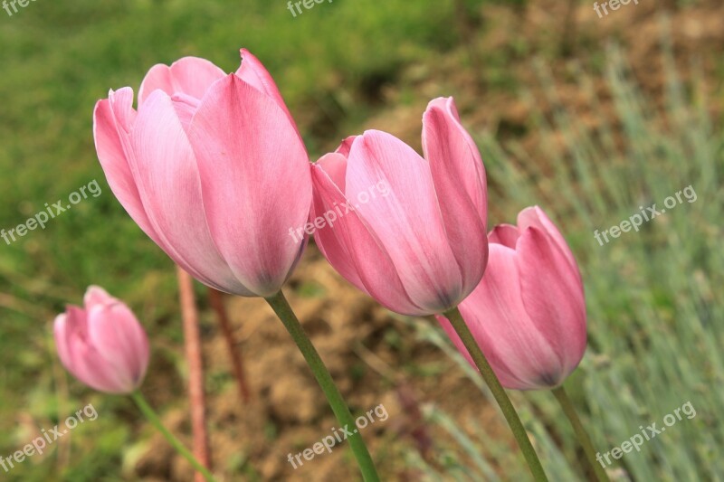 Close-up Flowers Green Pink Tulip