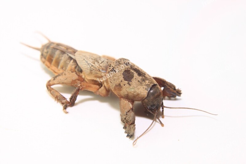 Cricket European Gryllotalpa Mole Pest