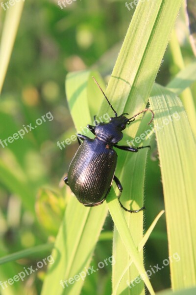 Beetle Black Calosoma Carabidae Caterpillar