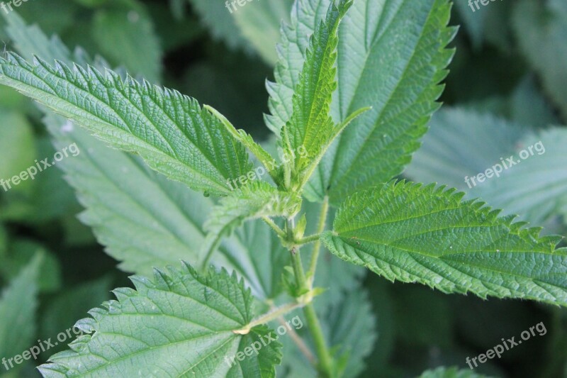 Dioica Green Leaves Nettle Stinging