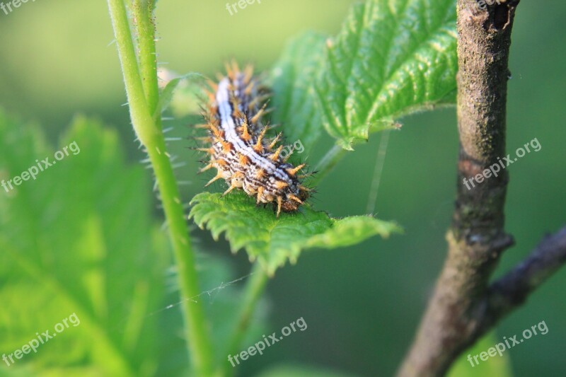 Blade Caterpillar Grass Small Insects