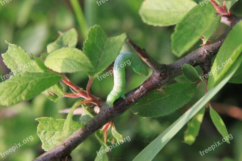 Blade Caterpillar Grass Small Insects