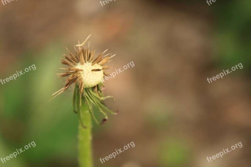 Dandelion Empty Globe Seed Plants