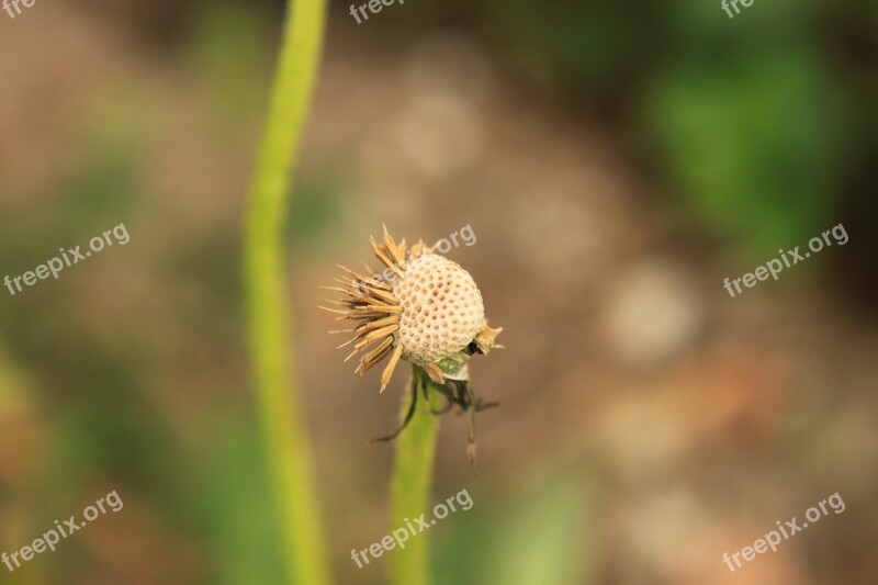 Dandelion Empty Globe Seed Plants