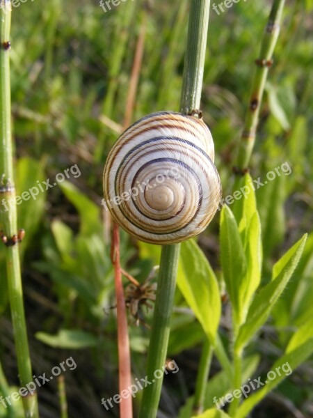 Climbing Close-up Coiled Gastropoda Grass