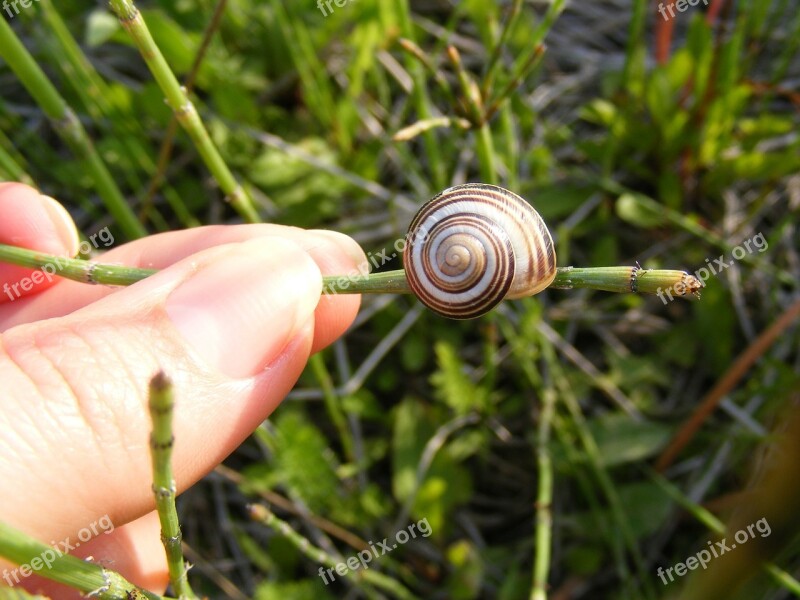 Climbing Close-up Coiled Gastropoda Grass