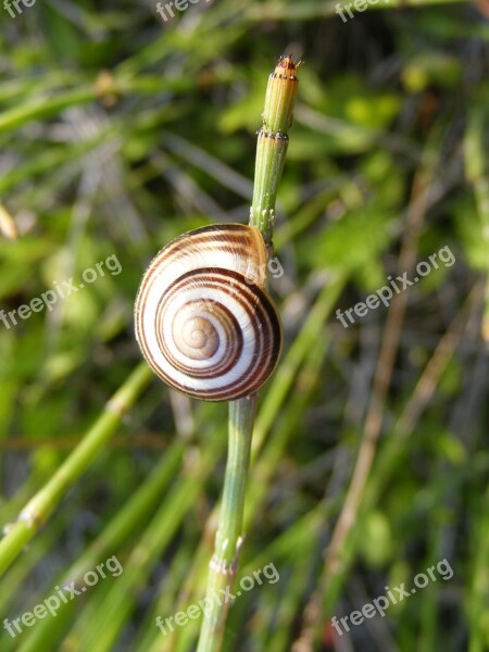 Climbing Close-up Coiled Gastropoda Grass