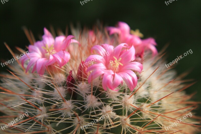 Beautiful Cacti Cactus Flowers Pink