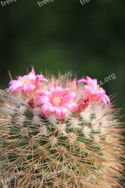 Beautiful Cacti Cactus Flowers Pink