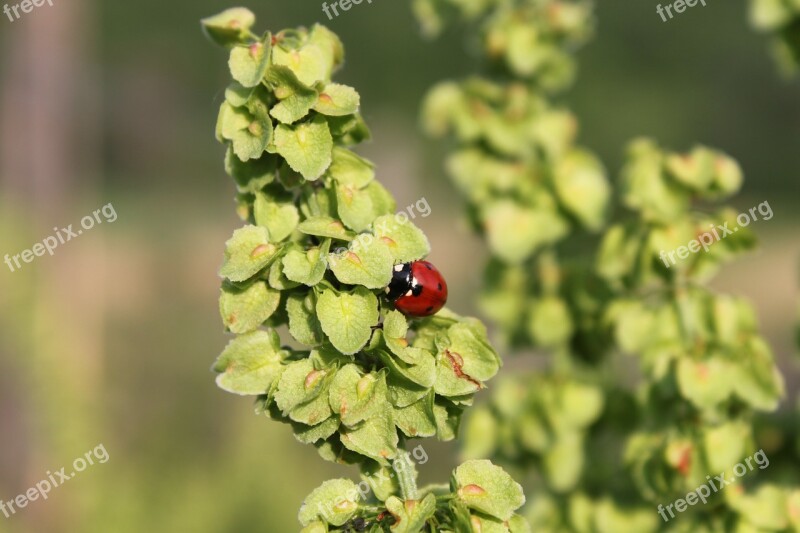 Crispus Curly Dock Raw Rumex