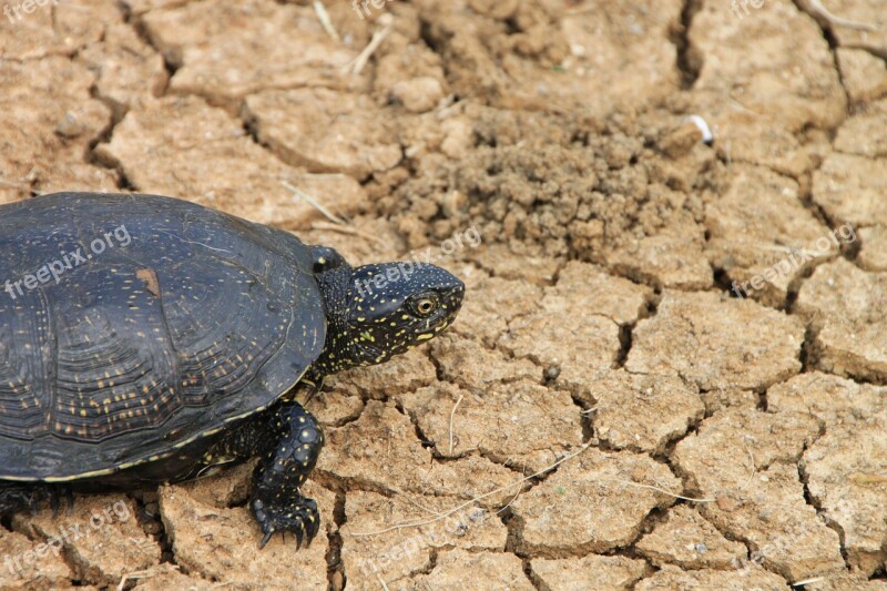 Black Claw Grass Green Reptilian