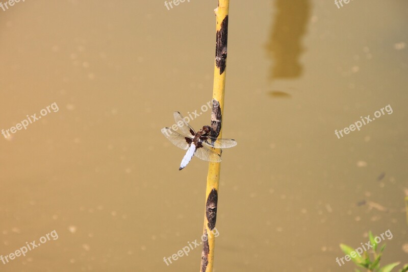 Dragonfly Hanging Large Water Willow