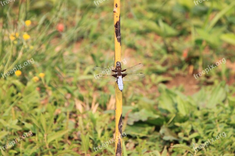 Dragonfly Hanging Large Water Willow