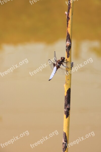 Dragonfly Hanging Large Water Willow