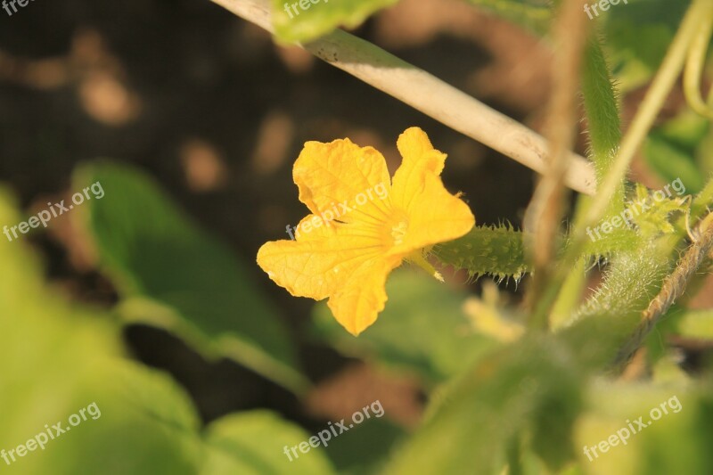 Cucumber Female Flowers Male Yellow