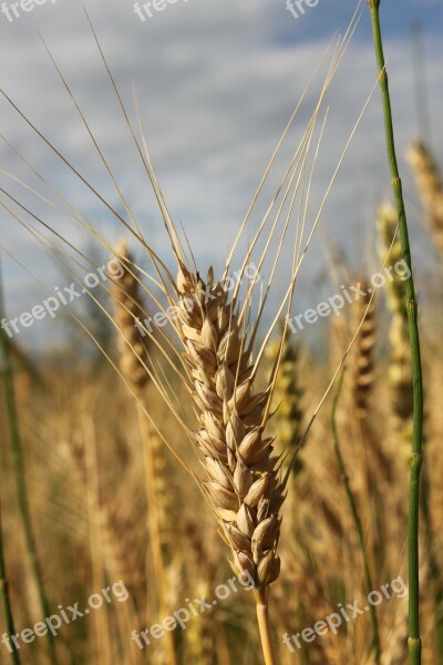 Agriculture Bread Cereals Close-up Ear