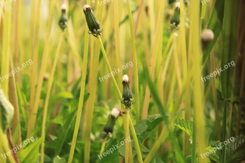 Dandelion Empty Fluffy Green Stalks