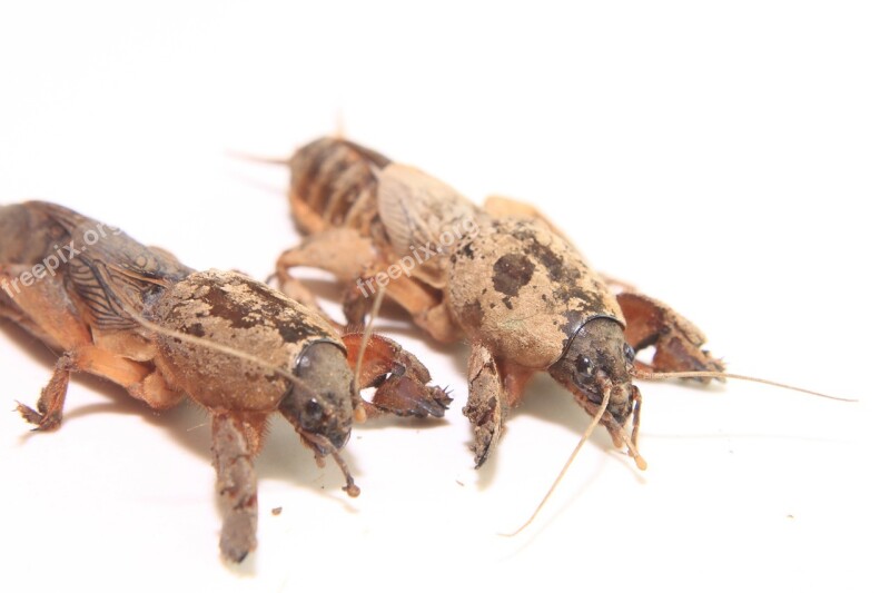 Close-up Cricket European Gryllotalpa Mole