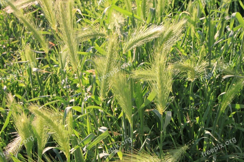 Blooming Ears Grass Light Spike