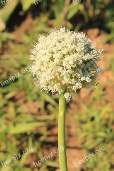 Blossom Crops Globes Onion Seed