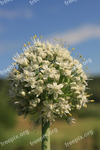 Blossom Crops Globes Onion Seed