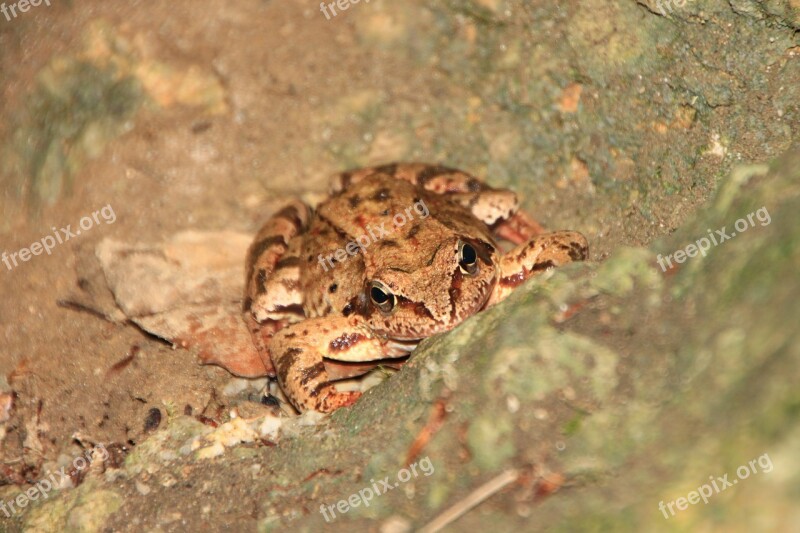 Amphibians Common European Frog Mountain