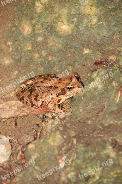 Amphibians Common European Frog Mountain