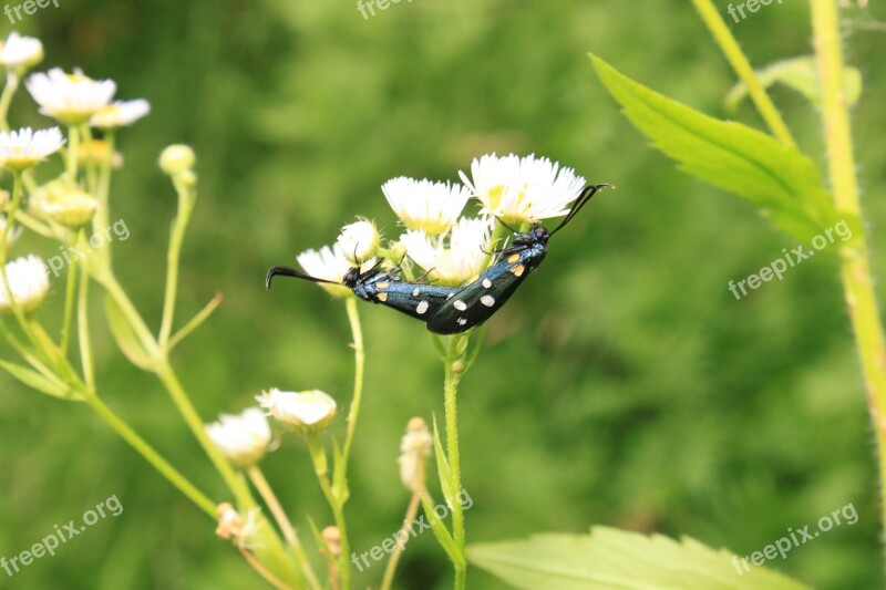 Black Butterfly Copulation Dots Flowers