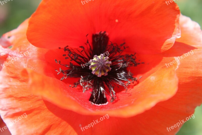 Close-up Corn Flowers Poppies Poppy