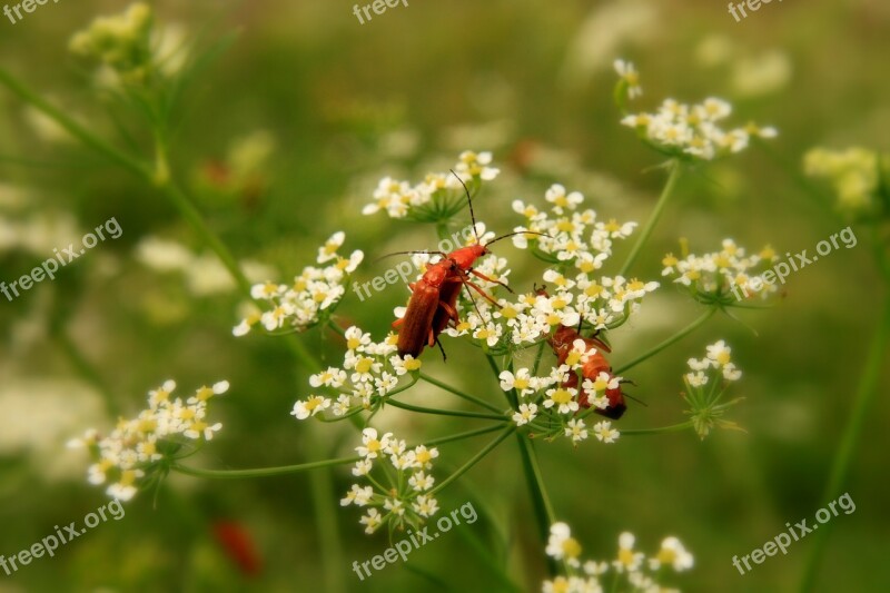 Black Bugs Close-up Copulation Graphosoma