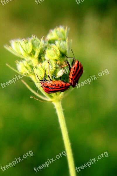 Black Bugs Close-up Copulation Graphosoma