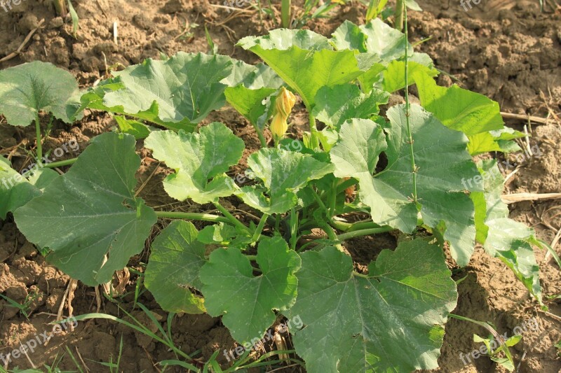 Green Haulm Large Leaves Pumpkin