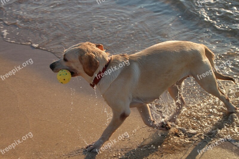 Dog Play Running Sea Water