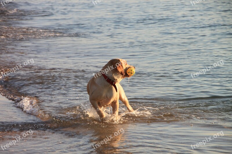 Dog Play Running Sea Water