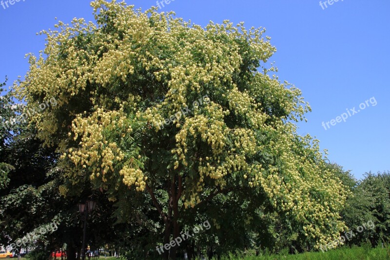 Fruits Golden Koelreuteria Paniculata Rain